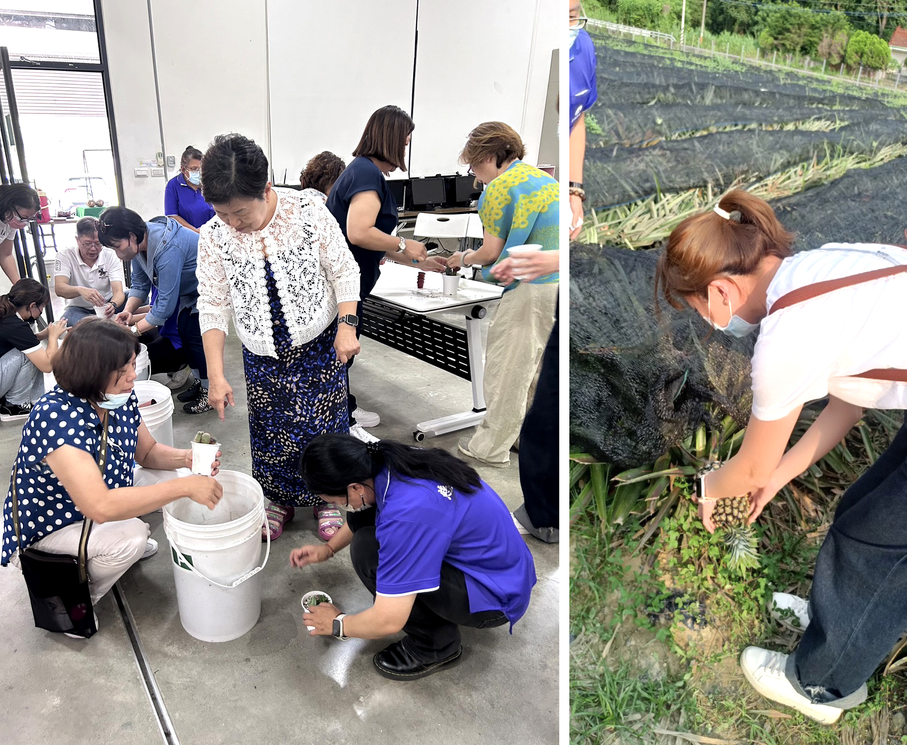 志工體驗親手摘鳳梨、多肉植物種植,此為書院師生日常工作。