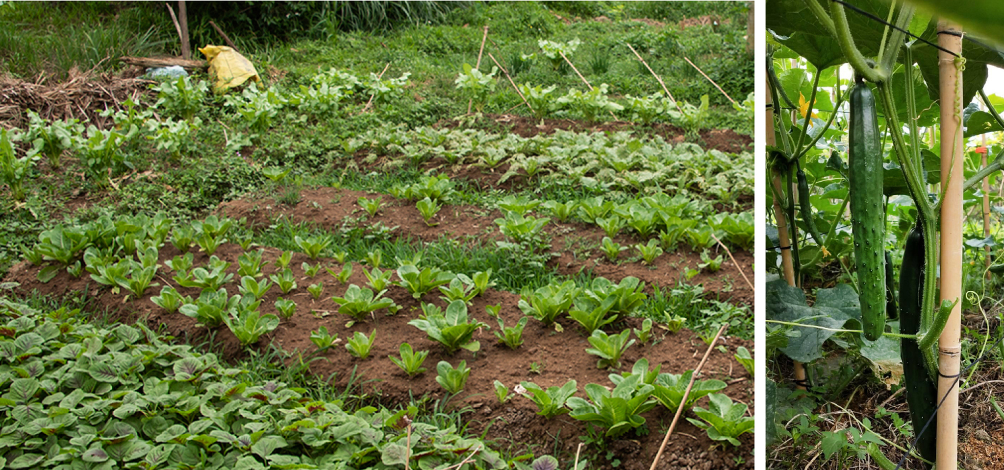 左圖：士林第九市民農園堅持不使用農藥與化學肥料。右圖：士林第九市民農園的小黃瓜「一暝大一寸」。