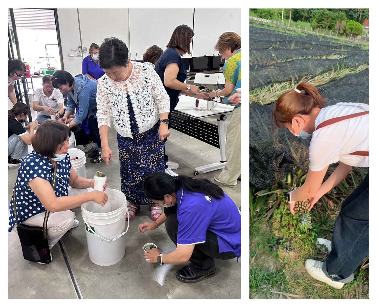 志工體驗親手摘鳳梨、多肉植物種植,此為書院師生日常工作。